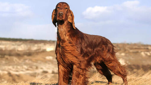 red coated dogs