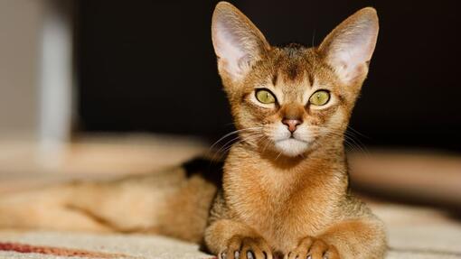 Tan best sale cat breeds