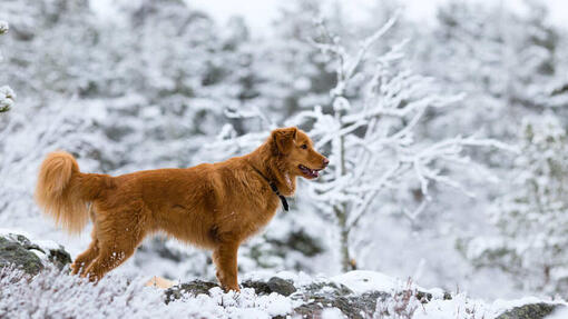 Dogs with hot sale red coats