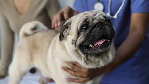 What human eye drops can be clearance used for dogs