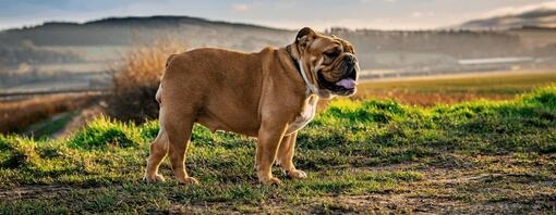 Bulldog having a walk