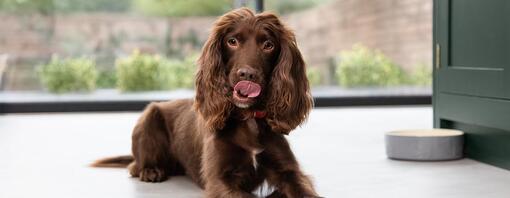 Springer spaniel licking lips at bowl of dog food