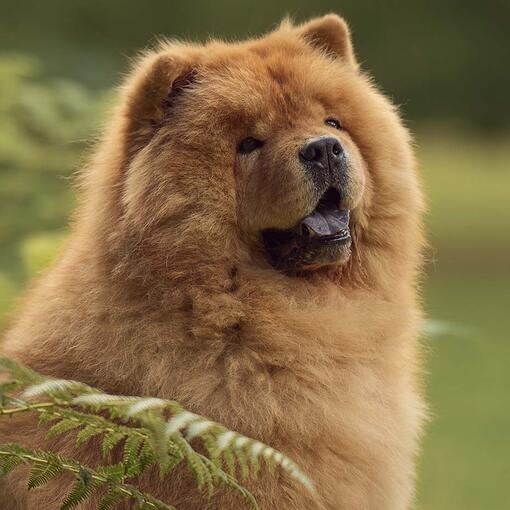 purina bear chow