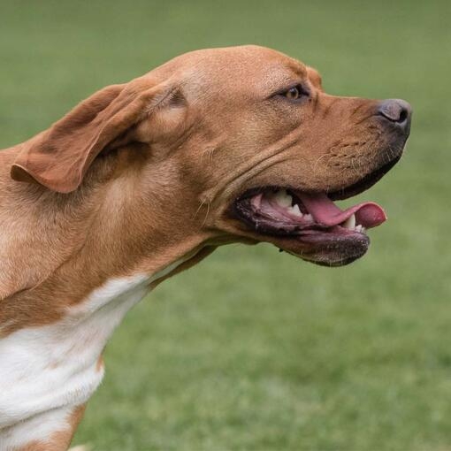 Portuguese Pointer