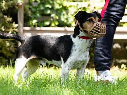 dog wearing a muzzle whilst on a walk