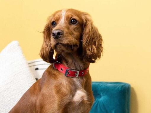 puppy sitting on sofa against yellow wall