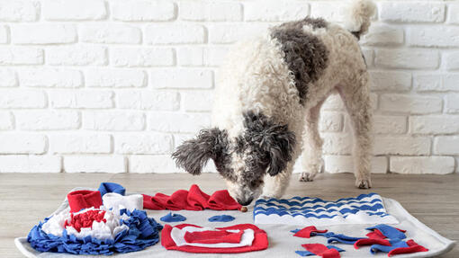 Best Snuffle Mats For Dogs For Stimulation and Slow Feeding