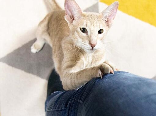 cat climbing up owners leg