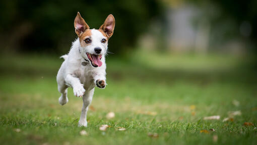 Check out the top easiest dogs to train