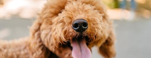 crossbreed dog sticking out tongue