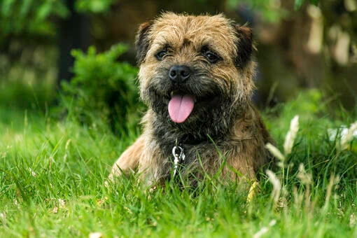 Border Terrier laying in grass