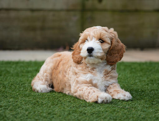 Cockapoo Puppy laying in grass 