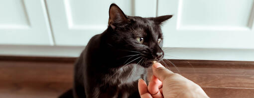 Owner feeding cat Hero