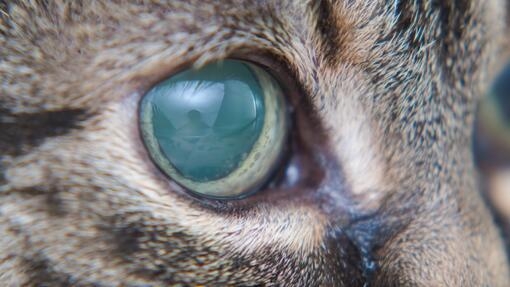 Glaucoma sale cat treatment