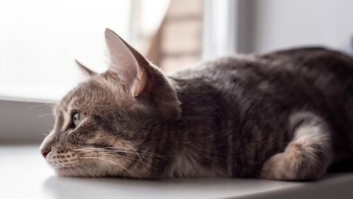 Tabby laying down by a window 