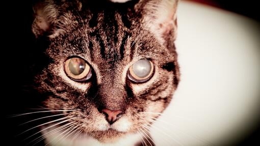 Symptoms of on sale glaucoma in cats