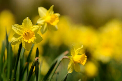 Dog ate daffodil store bulbs