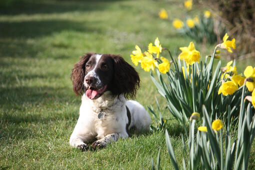 Dogs store eating daffodils