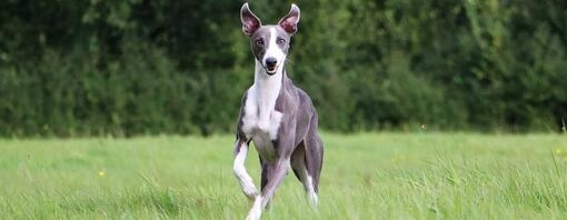 Whippet running through grass