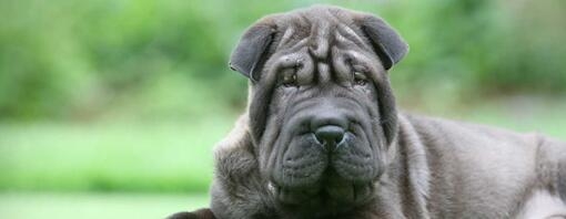 Shar Pei puppy laying on grass