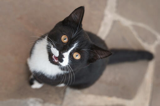 Male black and cheap white cat