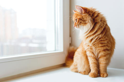 red tabby cat names