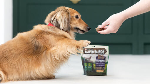 Healthiest training best sale treats for dogs