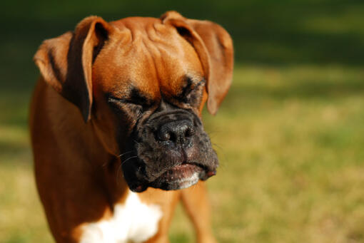 Dog reverse shop sneezing treatment