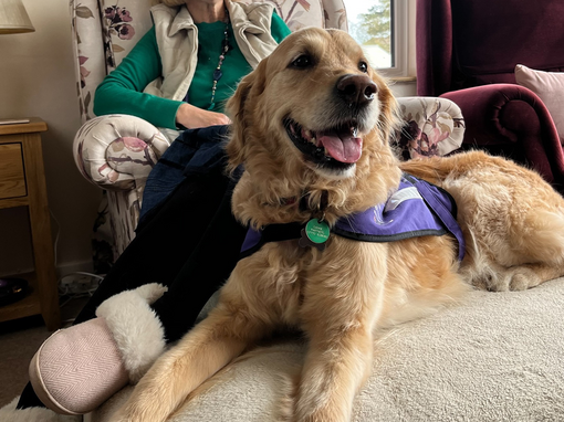 Canine partners dog sat with owner