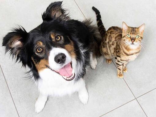 dog and cat