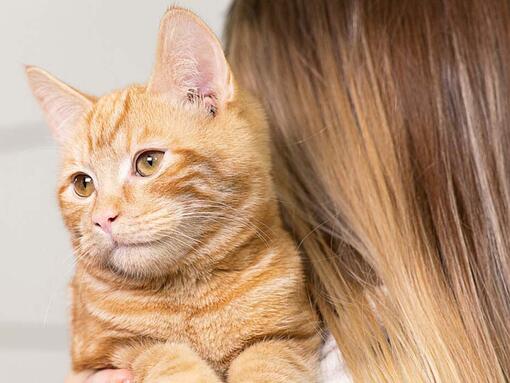 cat on owner's shoulder