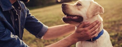 Owner holding dog in a park