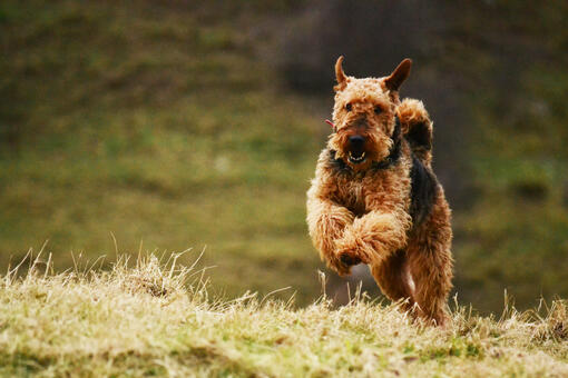 Airedale store terrier beards