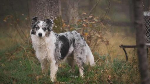 Blue merle cheap welsh collie