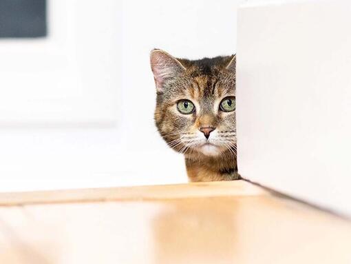 Cat peeping out from behind a wall