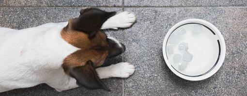 jack russel looking at bowl of ice