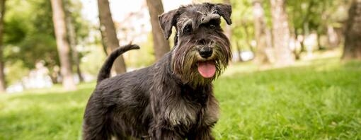 miniature schnauzer in the park