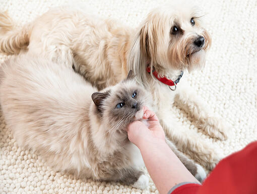 Dog and cat lying on the carpet at owners feet