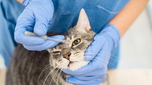 Cat eye infection clearance medicine