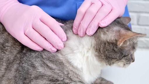 Feline scabies outlet treatment