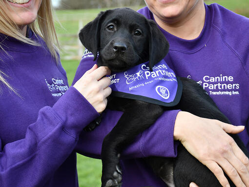 Canine partners puppy in staff's arms