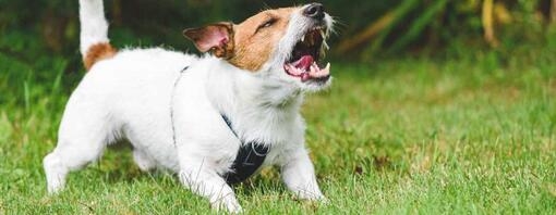 Dog barking in grass