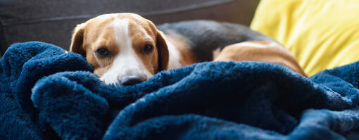 Dog wrapped in blankets - hero