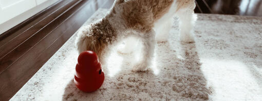 What Indoor Games Can I Play With My Dog?: Fun Unleashed!