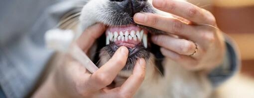 Dog getting teeth brushed