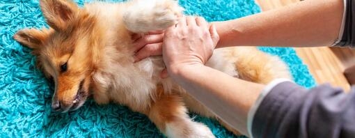 Owner practicing first aid on a dog