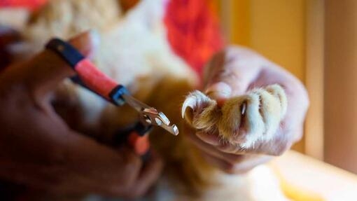 Cutting Cat Nails | TikTok