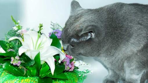 Are peace lilies sales dangerous to cats