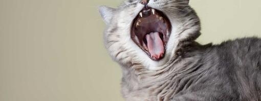 Grey cat with mouth open