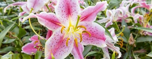 are clematis lilies safe for dogs